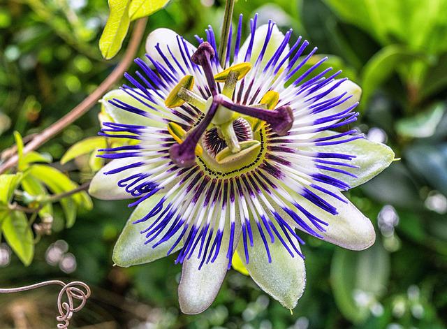 passiflore pour le sommeil