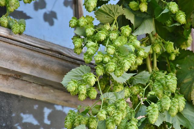 houblon et reveils nocturnes