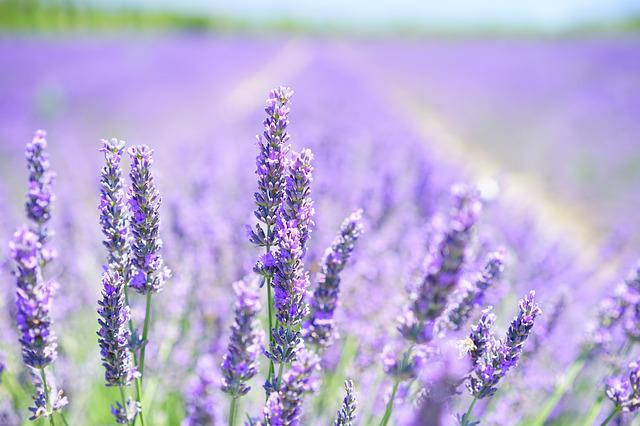 la lavende est ses bienfaits calmants