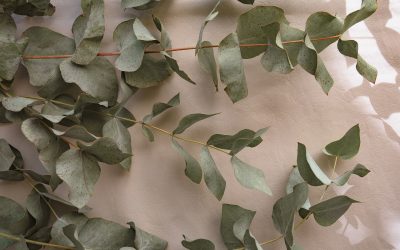 Quelles plantes pour soulager les troubles du sommeil ? 6 phytothérapies à essayer !